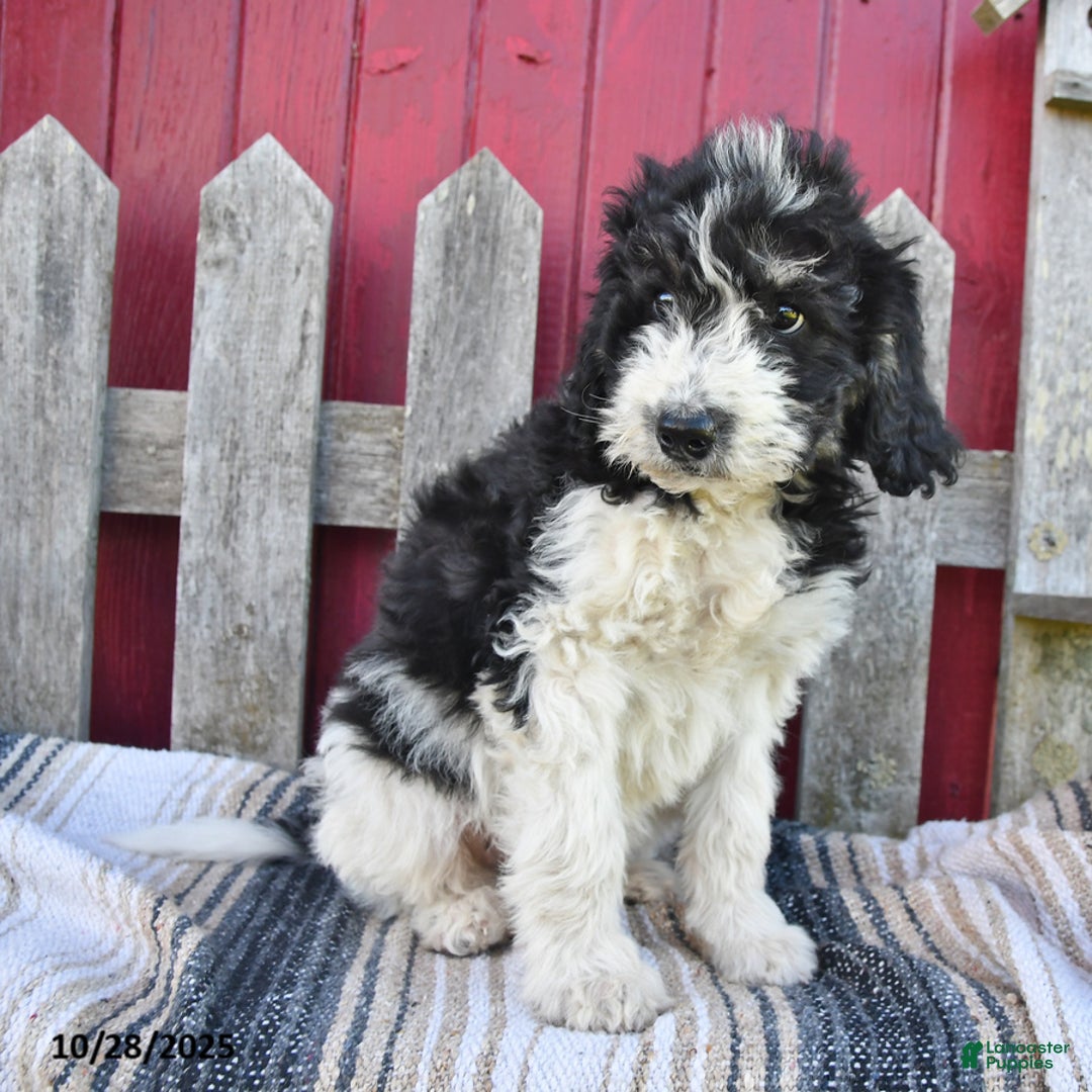 Bernedoodle dogs for sale: Sally - Ad 10