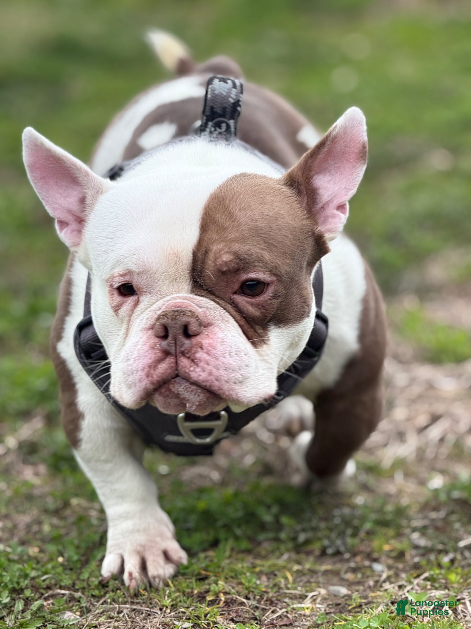 American Bully dogs STUD SERVICE AVAILABLE 🧬💉💦🐶 - Ad 36