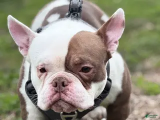 American Bully dogs STUD SERVICE AVAILABLE 🧬💉💦🐶 - Ad 36