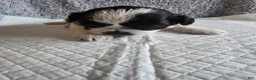 Shih Tzu dogs for sale: Halo - Ad 4