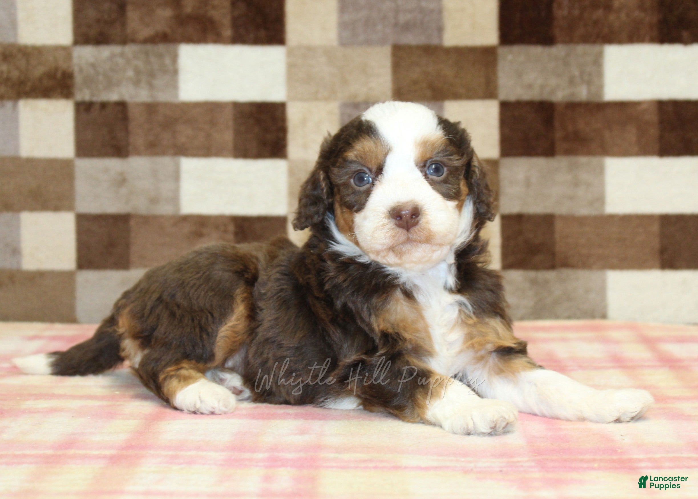 Mini Bernedoodle dogs Haley - Ad 2