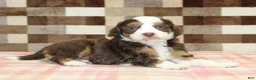 Mini Bernedoodle dogs for sale: Haley - Ad 2