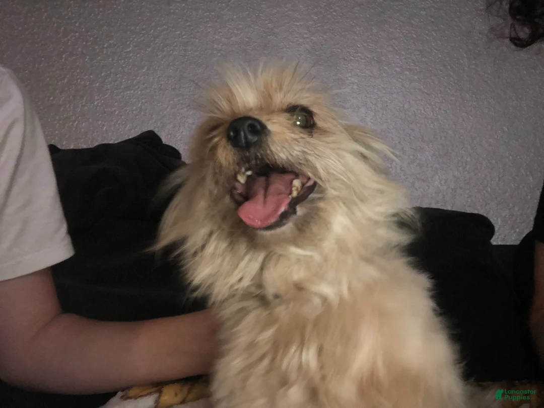 Mixed Breed dogs for sale: Mixed Breed Puppy 1 - Ad 1