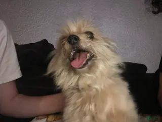 Mixed Breed dogs Mixed Breed Puppy 1 - Ad 15