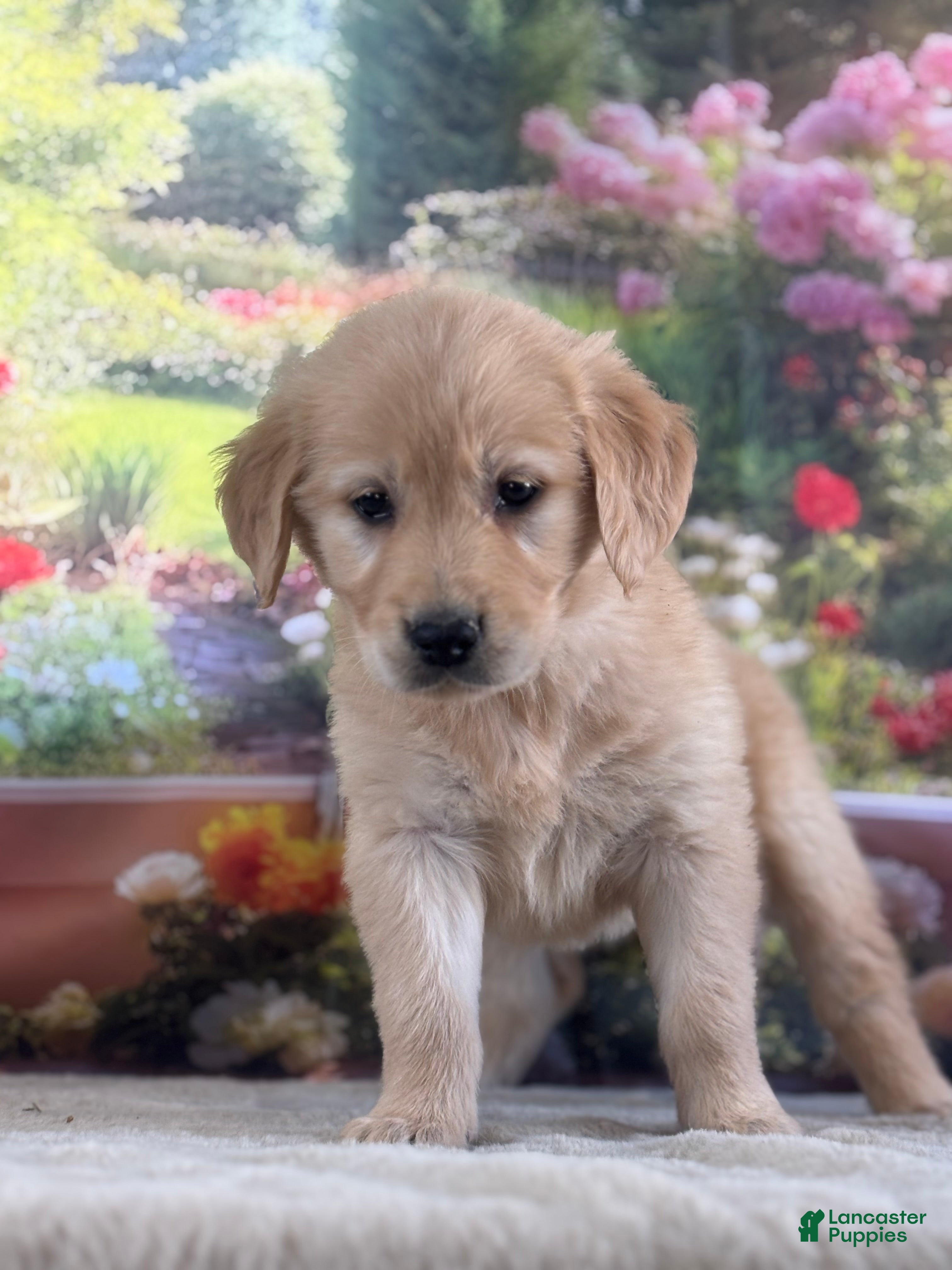 Golden Retriever dogs  Poppy - Ad 2