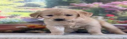Golden Retriever dogs for sale:  Poppy - Ad 2