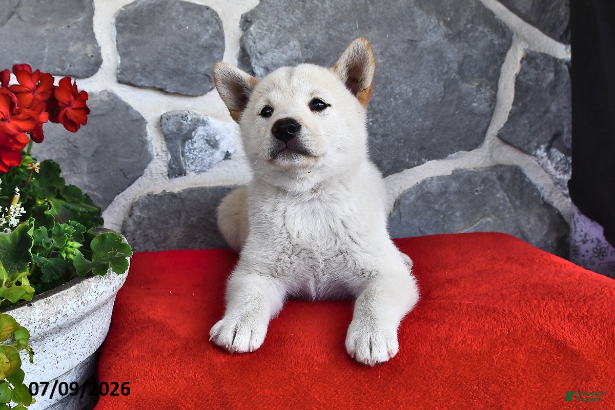 Shiba Inu dogs Olivia - Ad 2