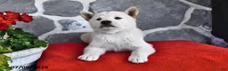 Shiba Inu dogs for sale: Olivia - Ad 2