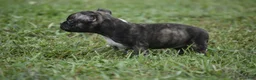 American Bully dogs for sale: American Bully 2 - Ad 3