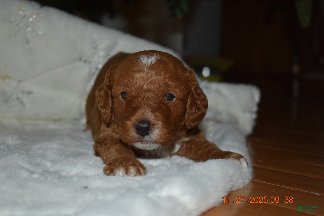 Cavapoo dogs for sale: Cavapoo Puppy 1 - Ad 2