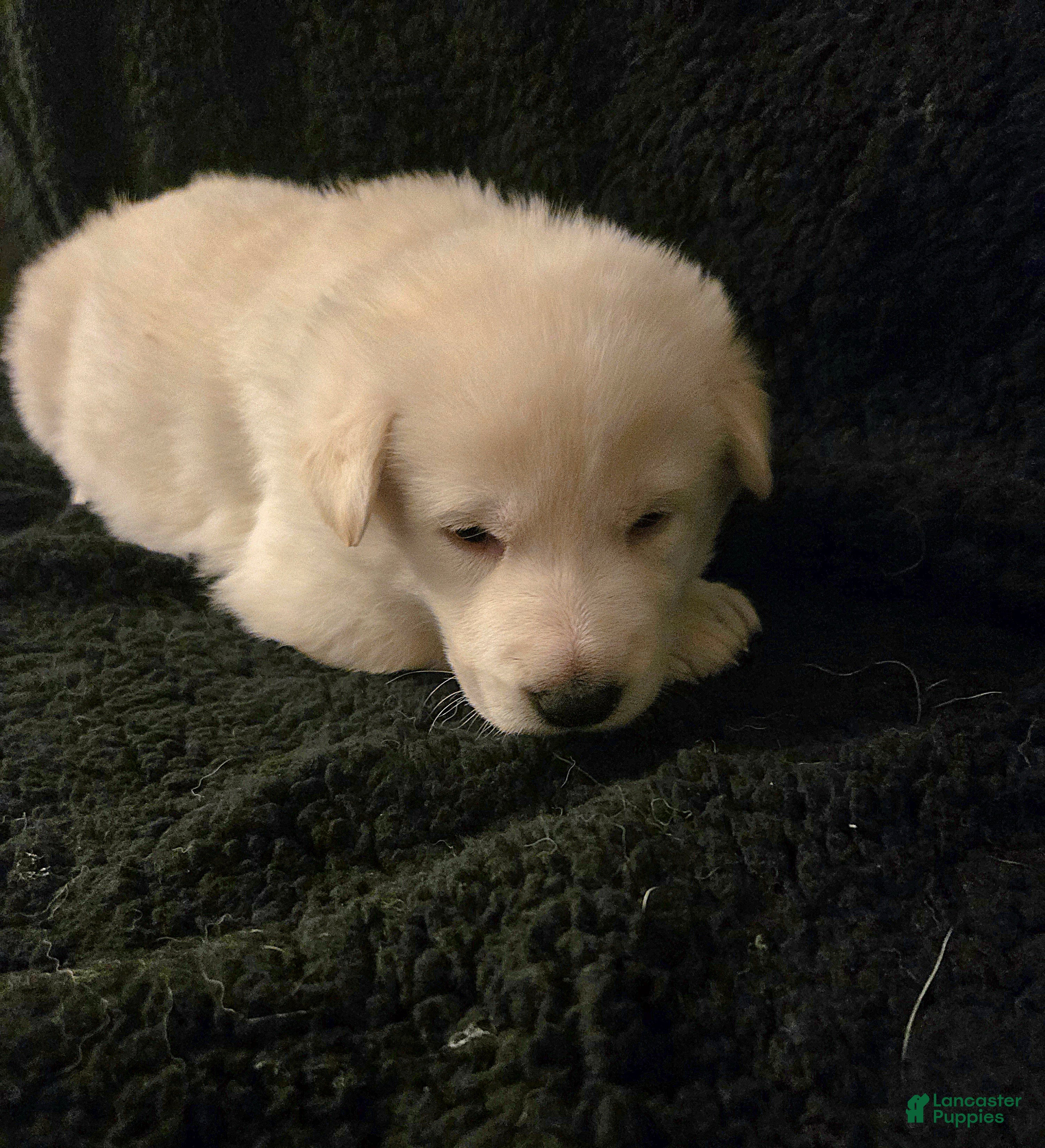 German Shepherd dogs Elsa - Ad 2