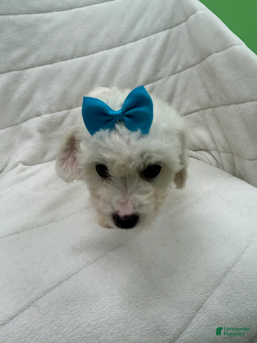 Bichon Frise dogs for sale: Bichon Frise Puppy 3 - Ad 2