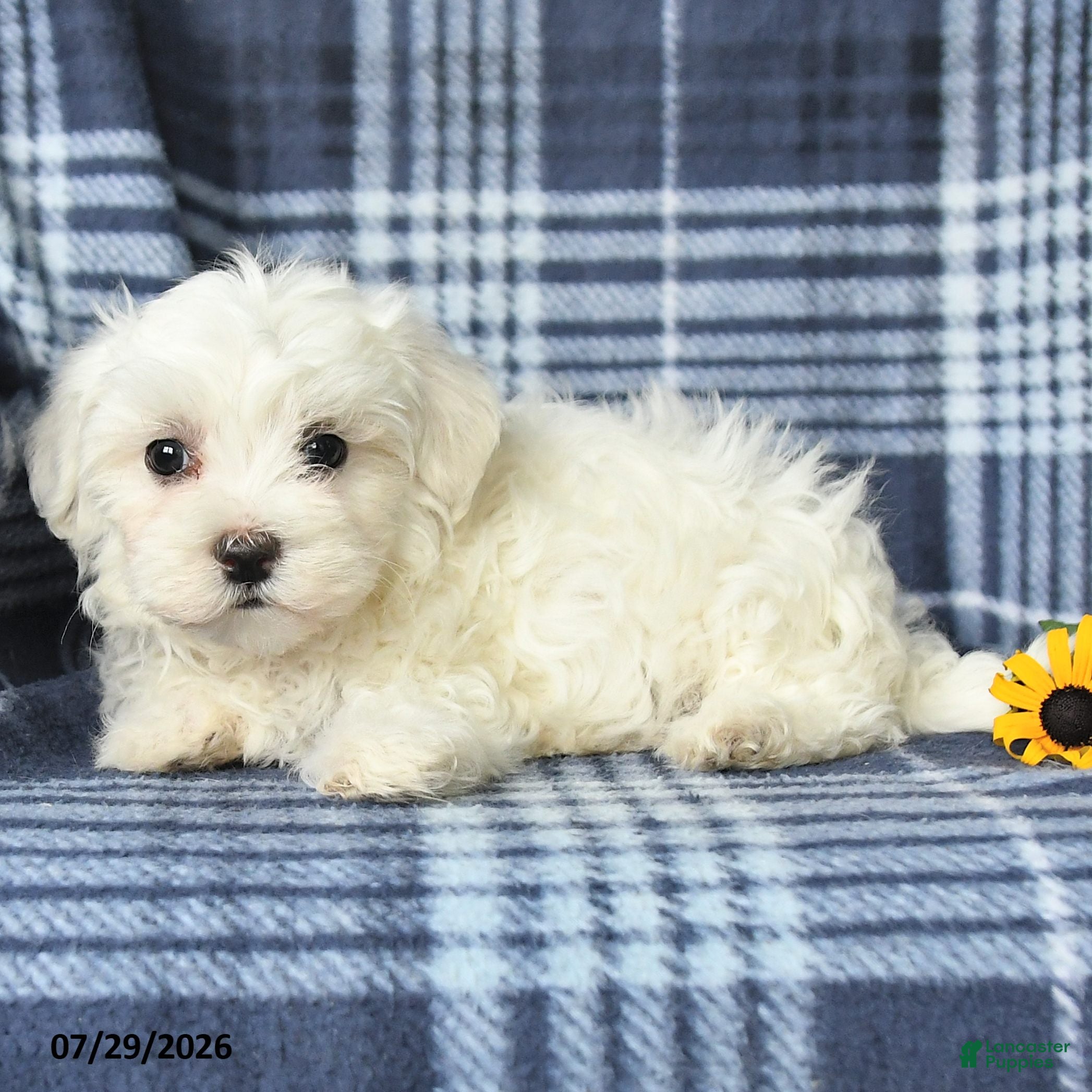 Maltese dogs Dash - Ad 2