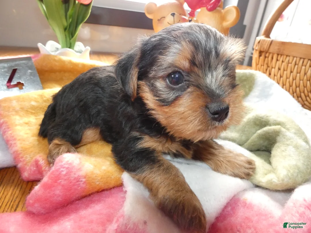 Yorkshire Terrier dogs for sale: Yorkshire Terrier Puppy 4 - Ad 2