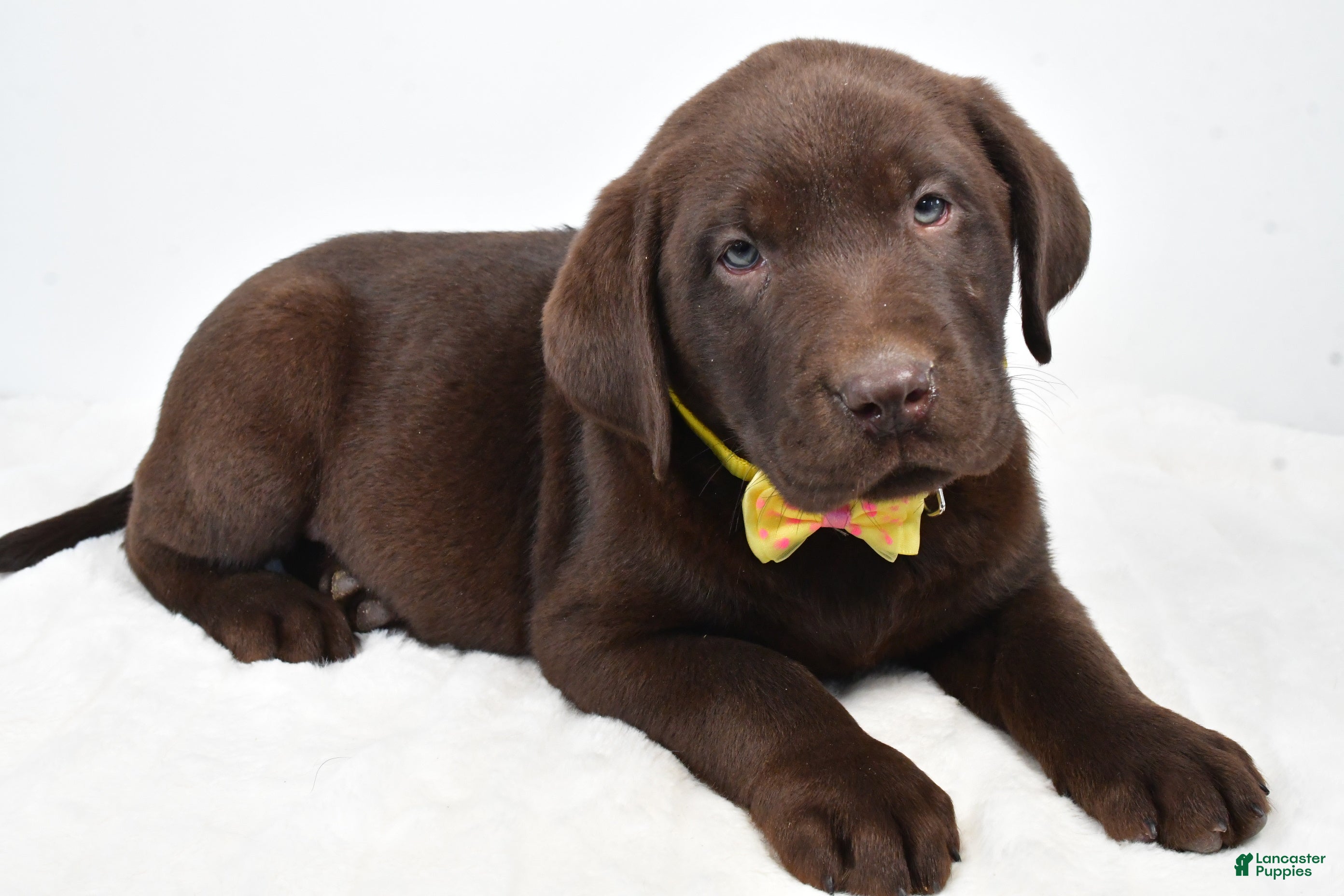 Labrador Retriever dogs Maverick - Ad 16