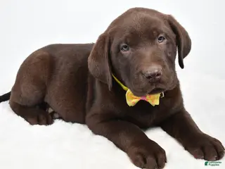 Labrador Retriever dogs Maverick - Ad 16