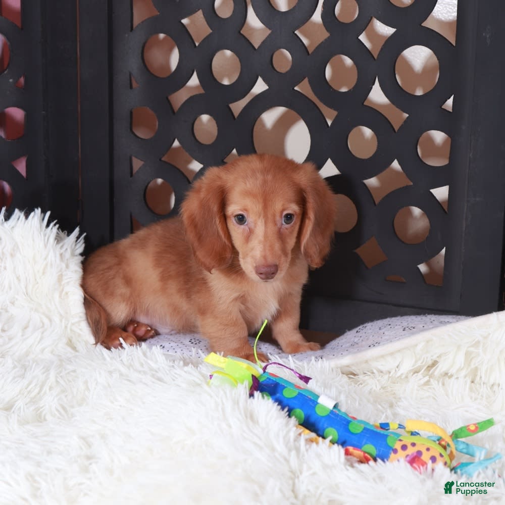 Short Hair Golden Dachshund Hot Cream Dachshund Short Hair Online Sale