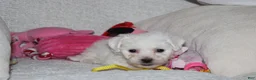 Bichon Frise dogs for sale: 🩷Jasmine🩷  - Ad 13