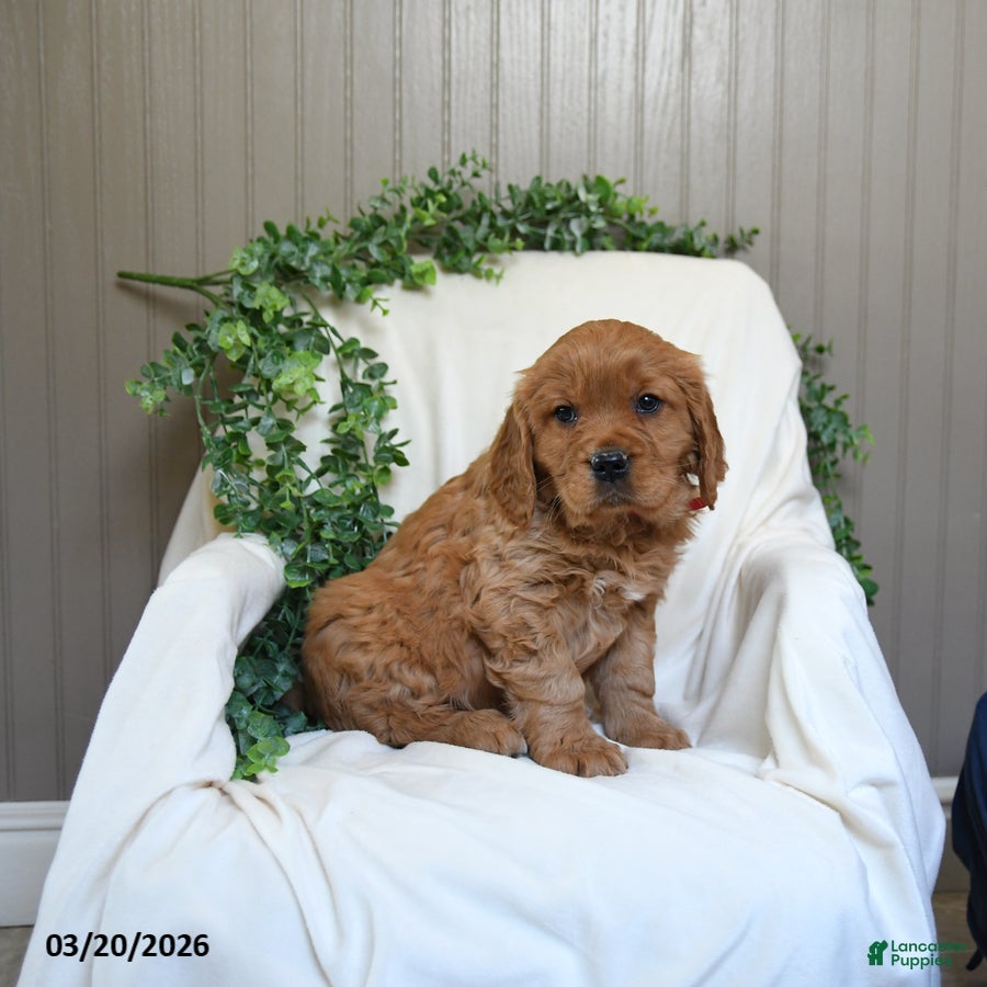 Miniature Golden Retriever dogs Jimmy - Ad 2