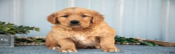 Golden Retriever dogs for sale: Morty - Ad 2