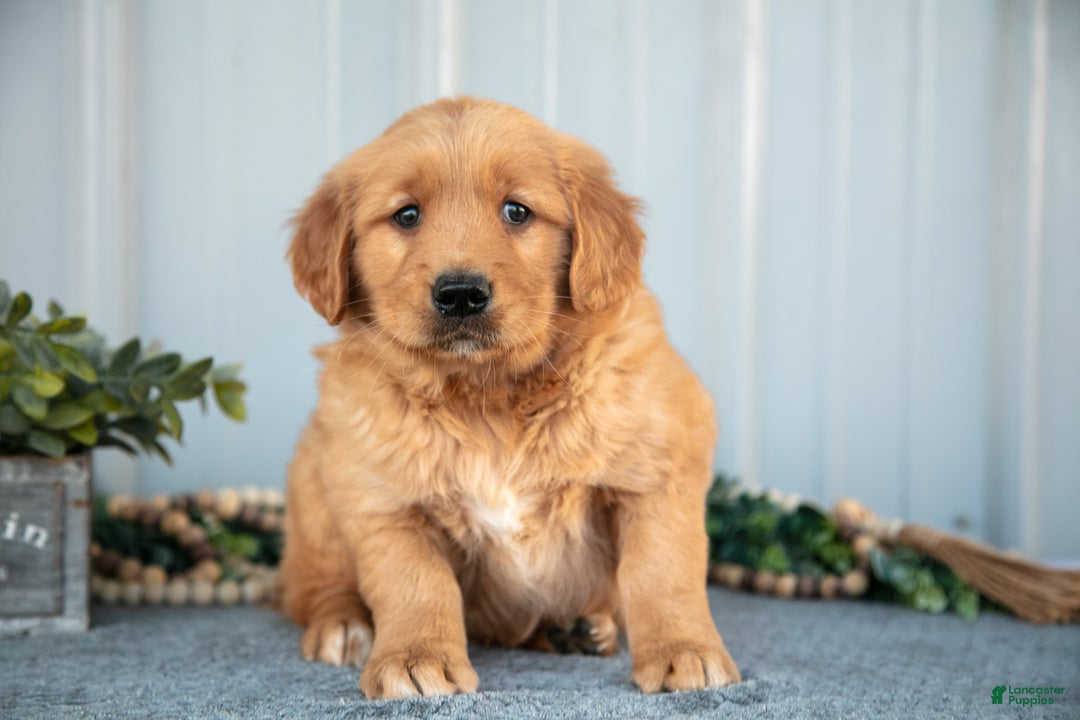 Golden Retriever dogs for sale: Morty - Ad 2