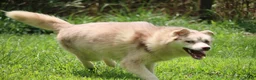 Pomsky dogs for sale: Lynn - Ad 8