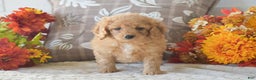 Cavapoo dogs for sale: Rihanna - Ad 2