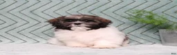 Shih Tzu dogs for sale: Irving - Ad 4