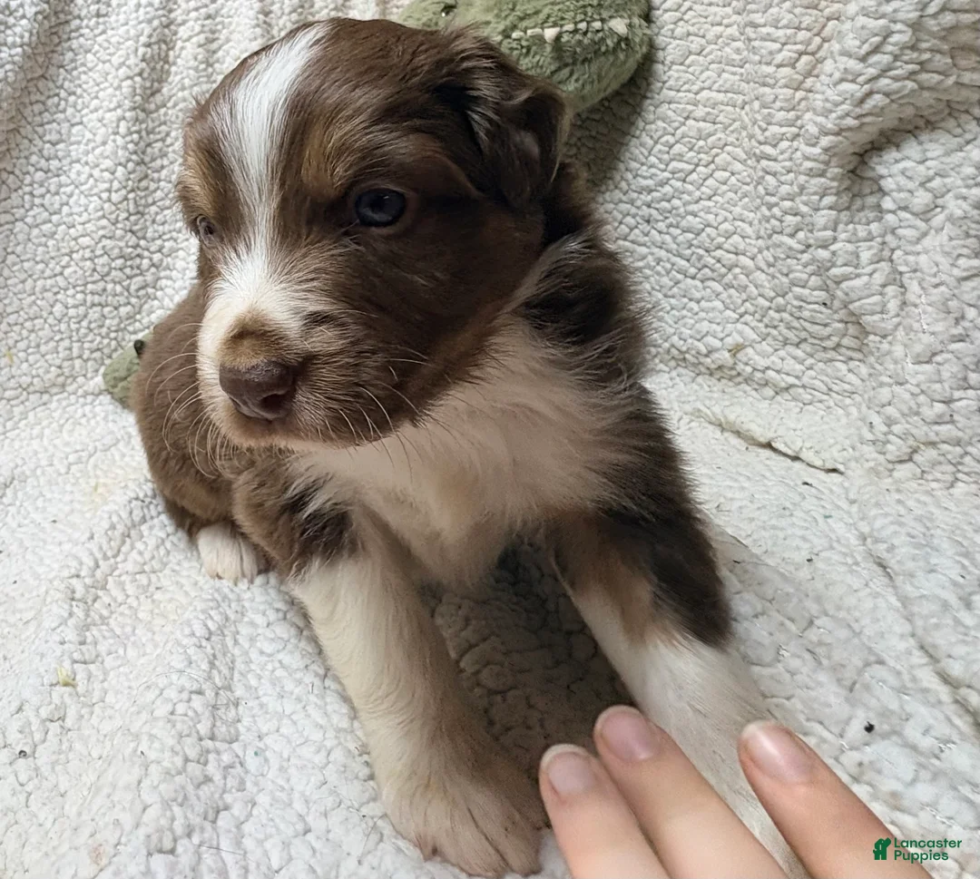 Australian Shepherd dogs for sale: Australian Shepherd Puppy 1 - Ad 2