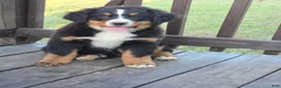 Bernese Mountain Dog dogs for sale: Bernese Mountain Dog Puppy 2 - Ad 1