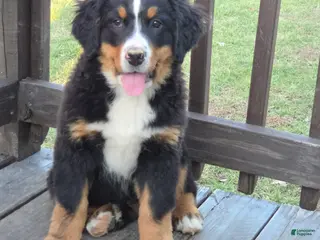 Bernese Mountain Dog dogs Bernese Mountain Dog Puppy 2 - Ad 8