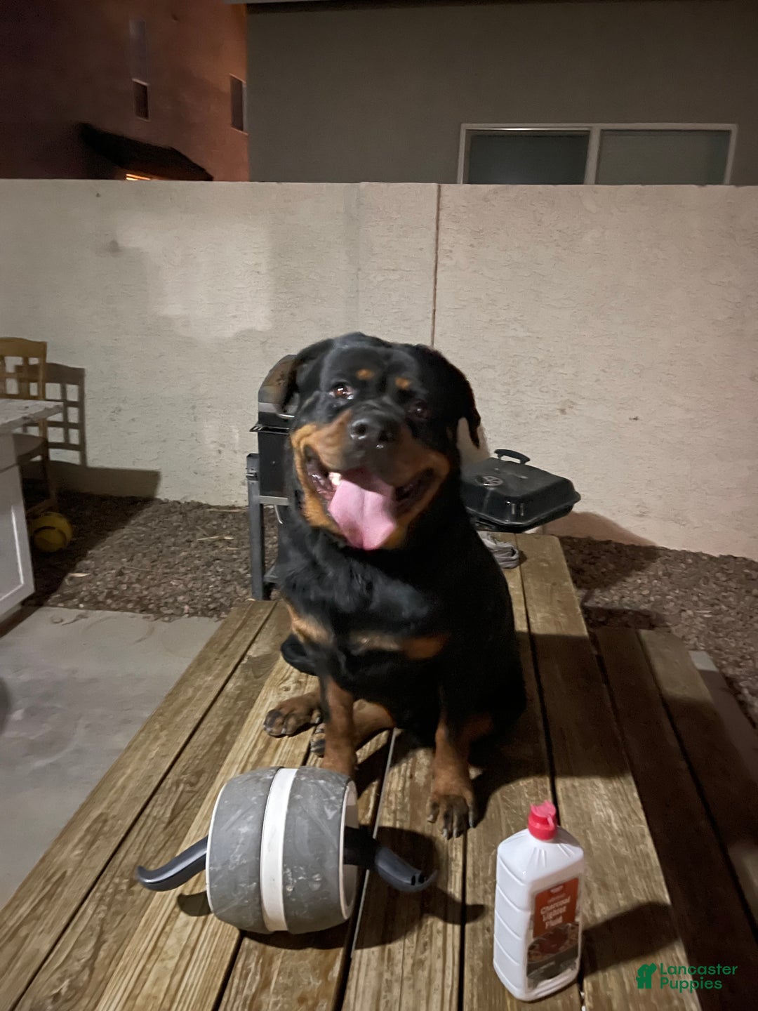 Rottweiler dogs for sale: 3rd Pick Female - Ad 8