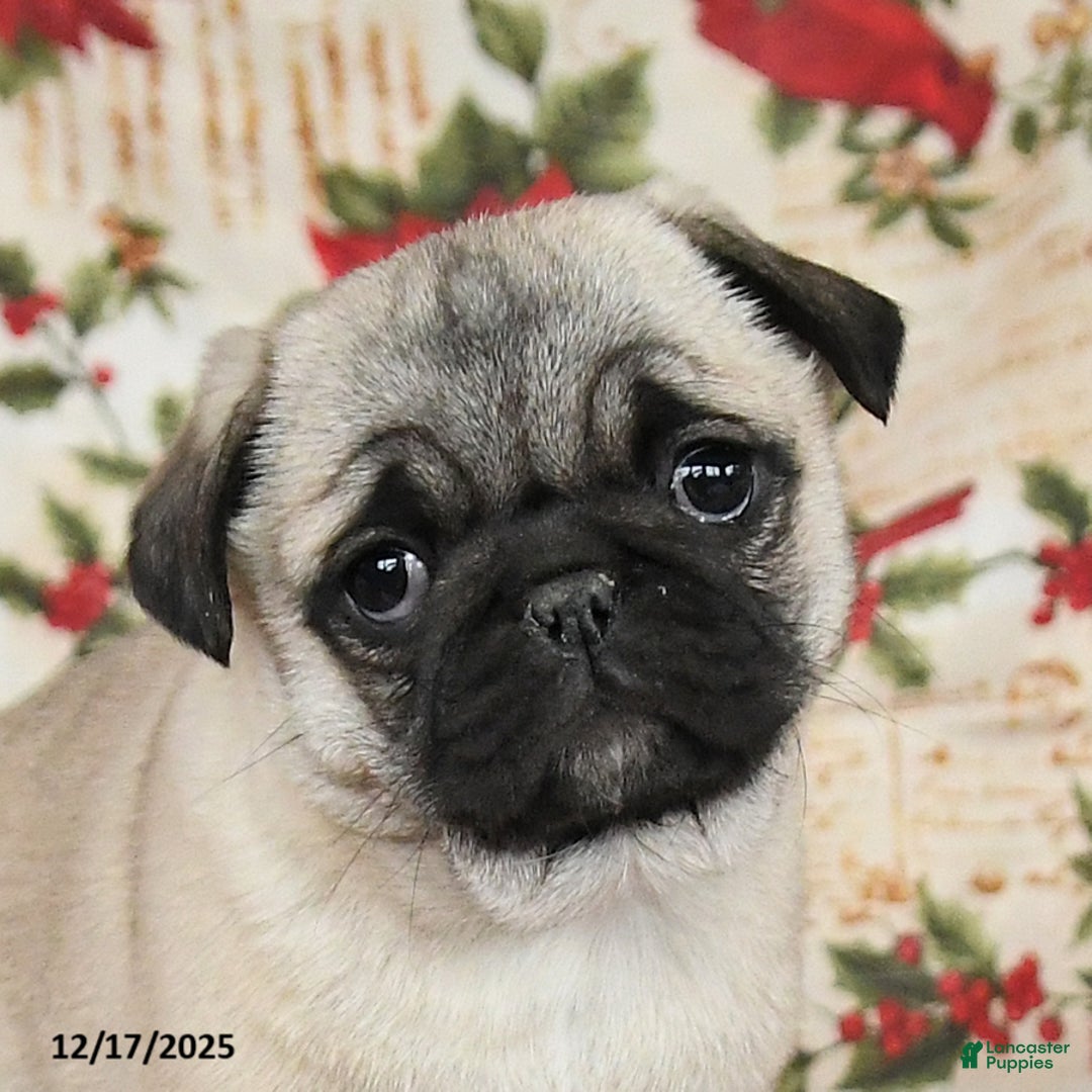 Pug dogs for sale: Diamond - Ad 4