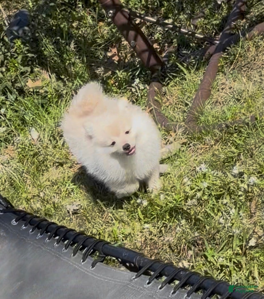 Pomeranian dogs Sable  - Ad 2