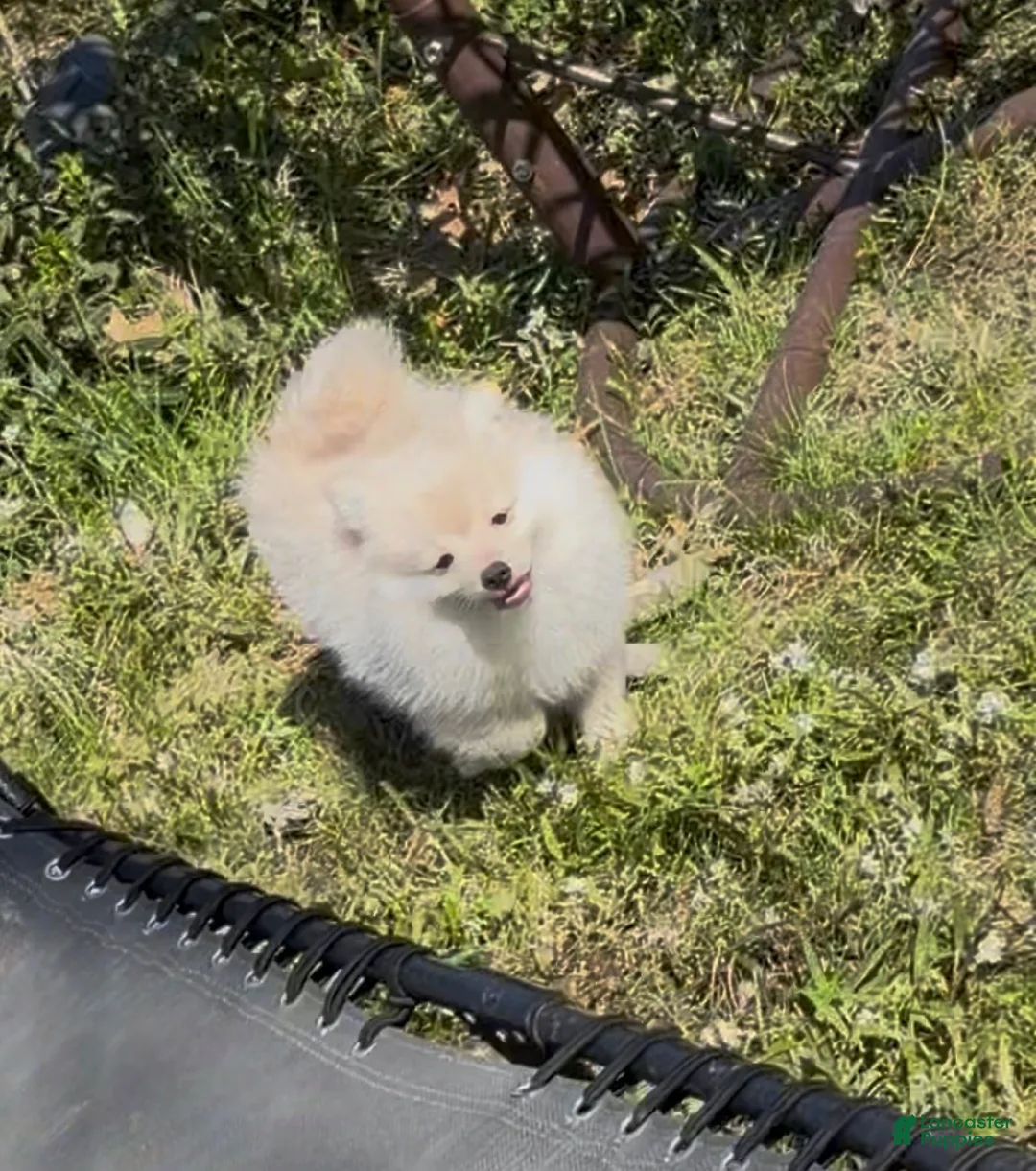 Pomeranian dogs for sale: Sable  - Ad 1
