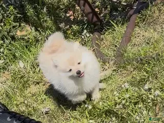 Pomeranian dogs Sable - Ad 2