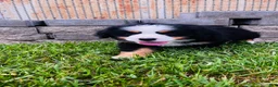 Bernese Mountain Dog dogs for sale: Remington - Ad 5