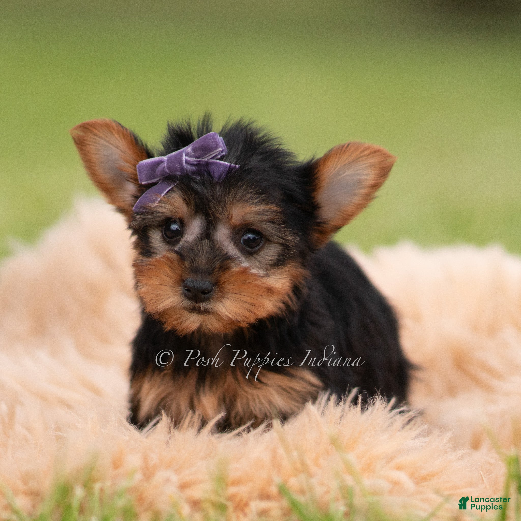 Yorkshire Terrier dogs for sale: Candy - Ad 4