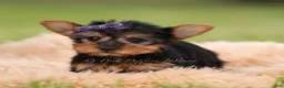 Yorkshire Terrier dogs for sale: Candy - Ad 3