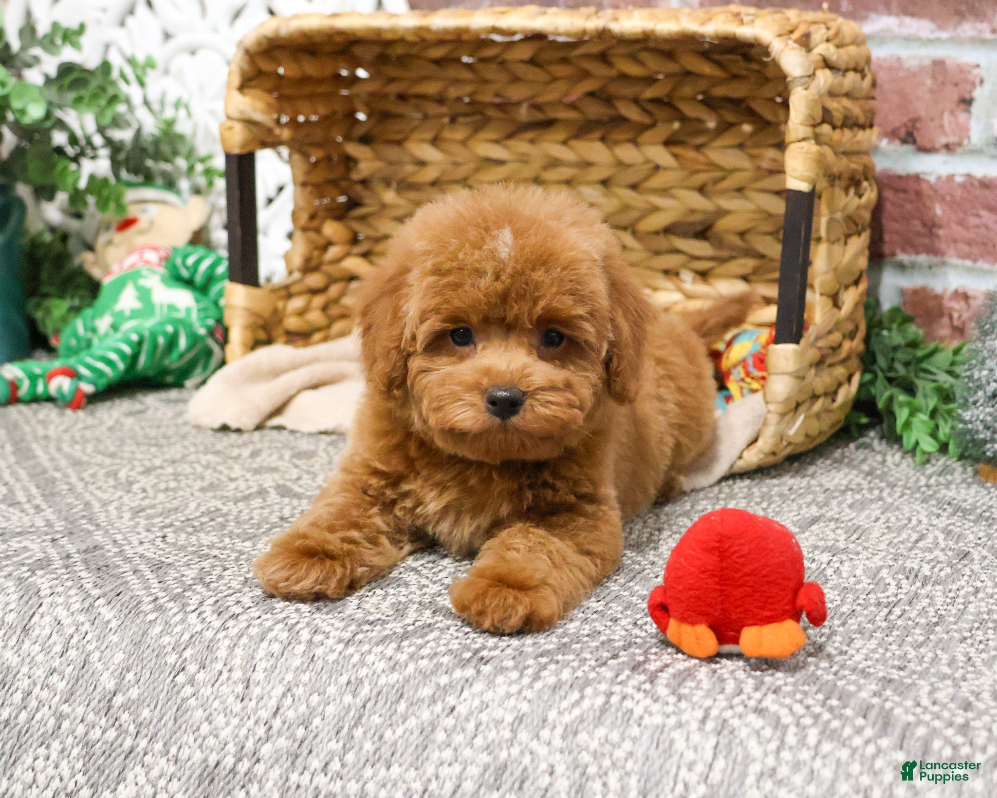 Mini Goldendoodle dogs Mary - Ad 10