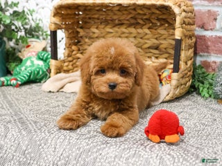 Mini Goldendoodle dogs Mary - Ad 20