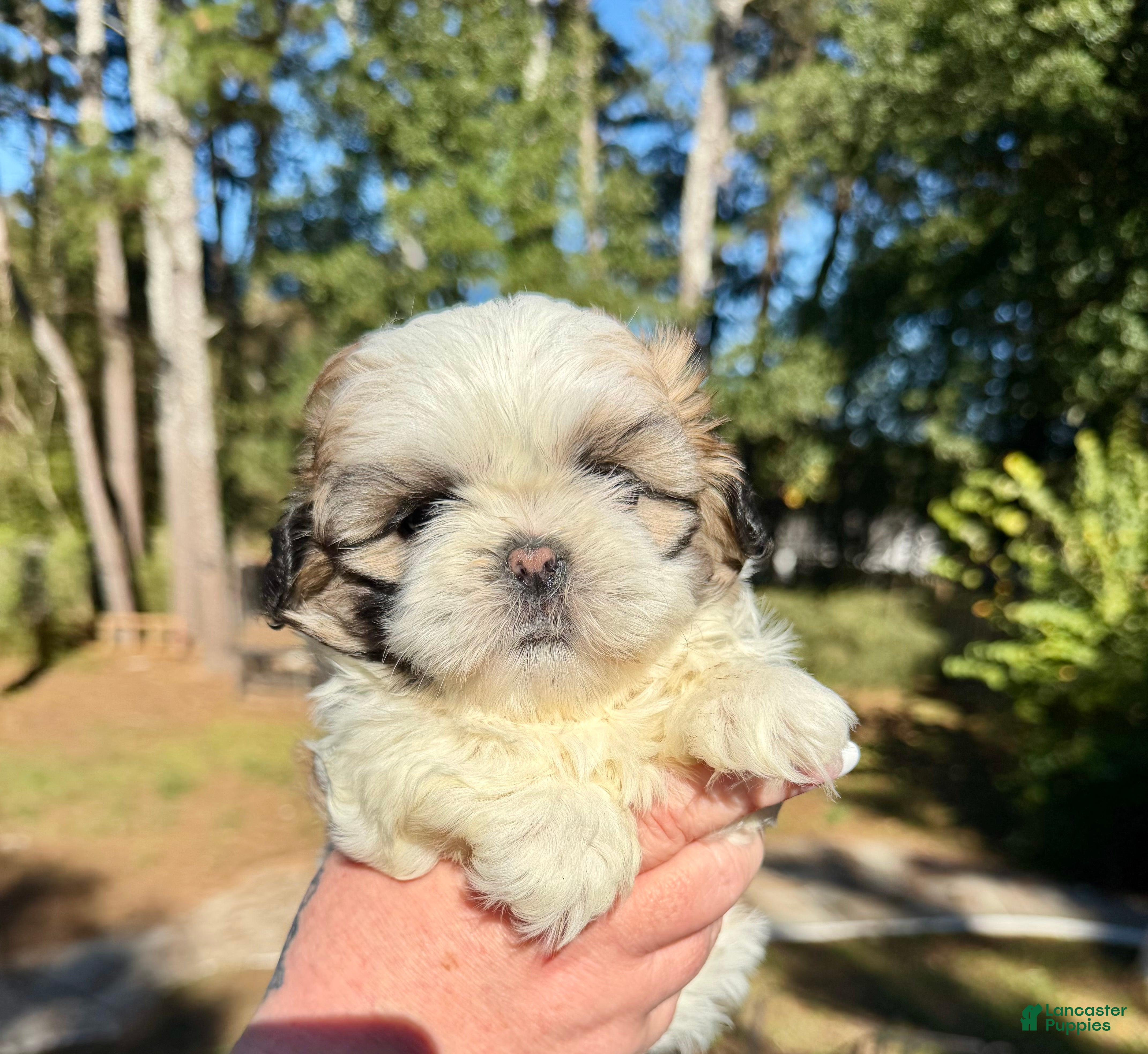 Shih Tzu dogs Princess Bella - Ad 1