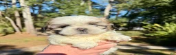 Shih Tzu dogs for sale: Princess Bella - Ad 1