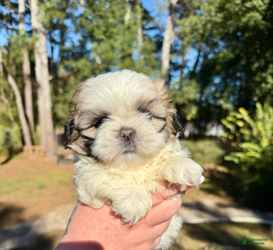 Shih Tzu dogs for sale: Princess Bella - Ad 1