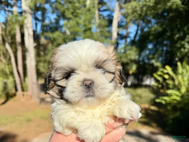 Shih Tzu dogs Princess Bella - Ad 1