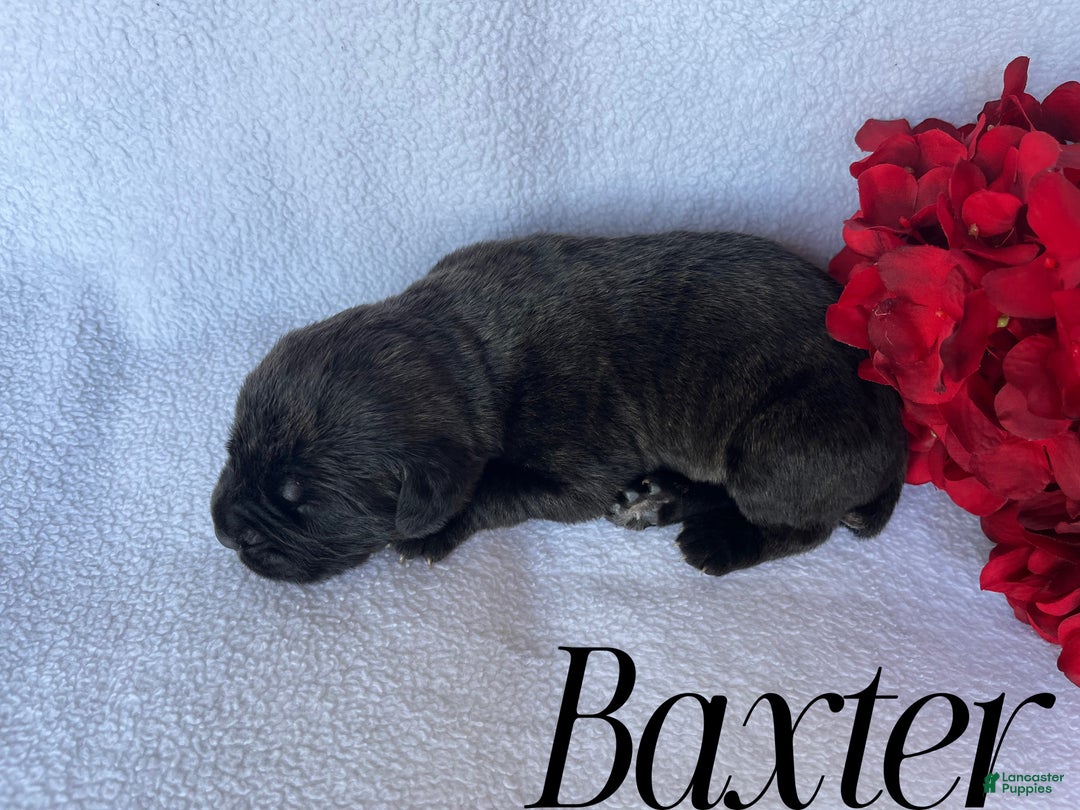 Cane Corso dogs for sale: Baxter - Ad 2