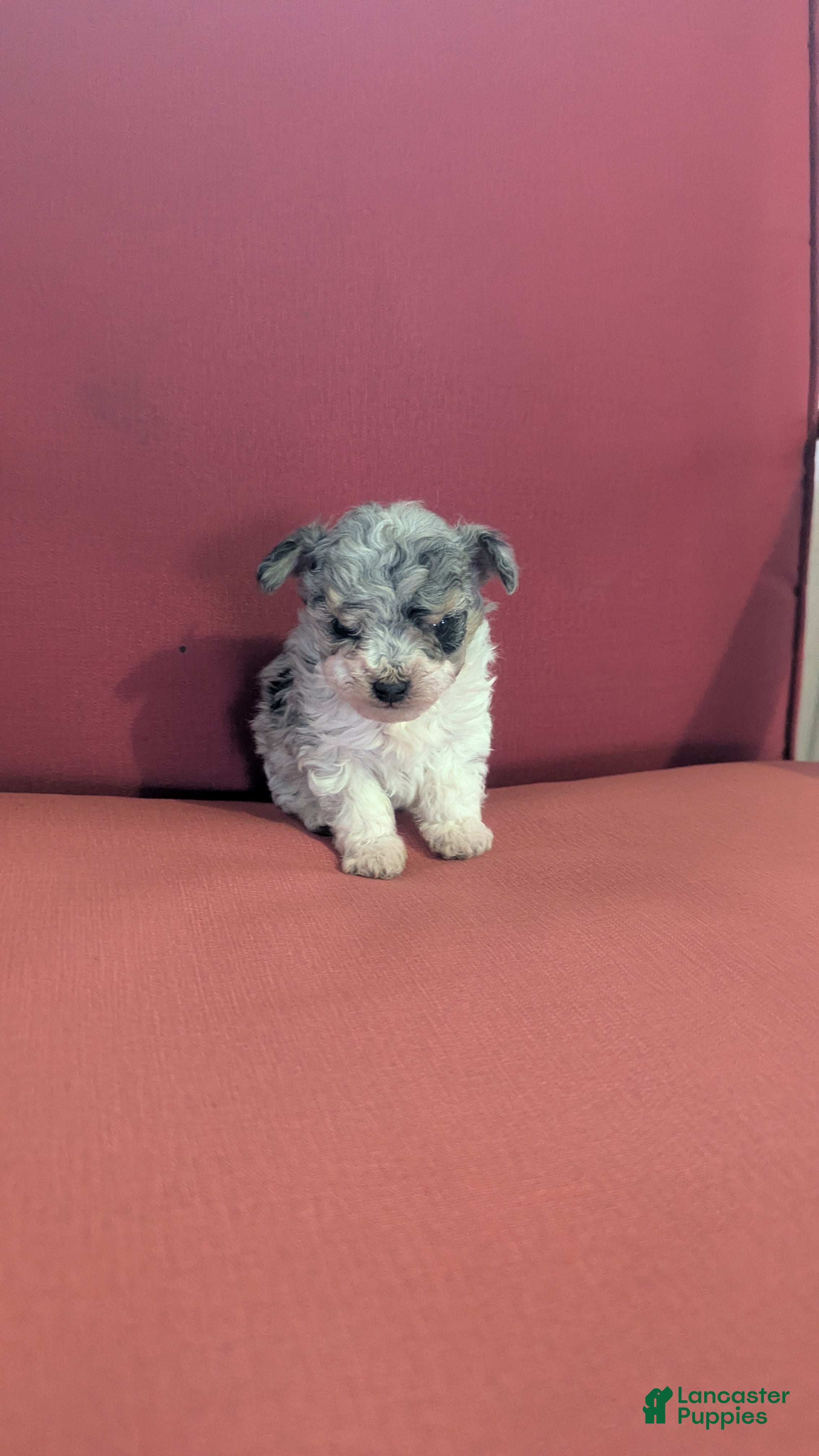 Toy Poodle dogs Benji  - Ad 1
