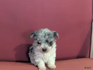 Toy Poodle dogs for sale: Benji - Ad 1