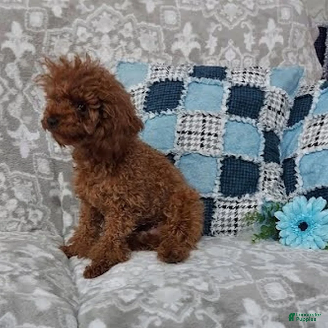 Toy Poodle dogs for sale: Ruby  - Ad 2