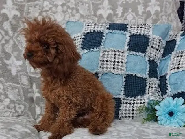 Toy Poodle dogs for sale: Rosy - Ad 2